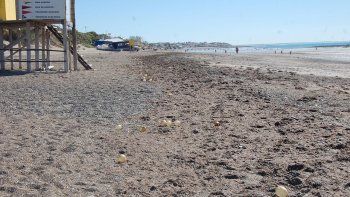 las algas espantan a los turistas y se vacia la playa