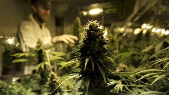 Aprobaron la siembra de dos hectáreas de cannabis en el Valle