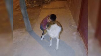 nene triste y deprimido porque le robaron su perro: como ayudarlo nene triste y deprimido porque le robaron su perro: como ayudarlo