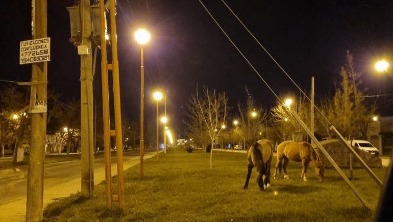 Buscan en el Alto Valle lugares de guarda para animales rescatados