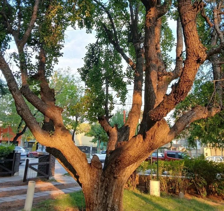 El famoso y añoso peral que Osvaldo Soriano sostuvo que era su Rosebud, es decir, lo que de algún modo hacía trascender el sentido de sus pasos en la vida. Como llegar al Aleph sin final, sin Omega de su existencia.