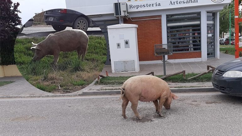 Otra vez, una chancha suelta en el Parque Norte
