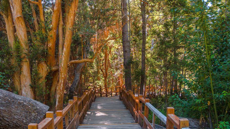 Reforestaron el Parque Nacional Los Arrayanes