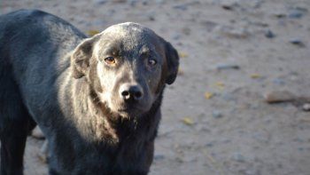 critican deficiencias del plan de esterilizaciones