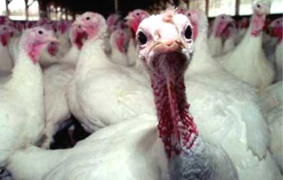 Cría y Engorde de Pavos