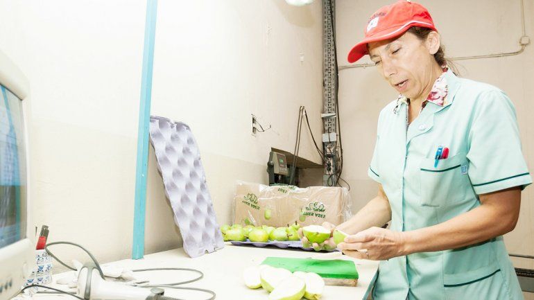 Una ingeniera agrónoma corta las frutas para ver si están infectadas.
