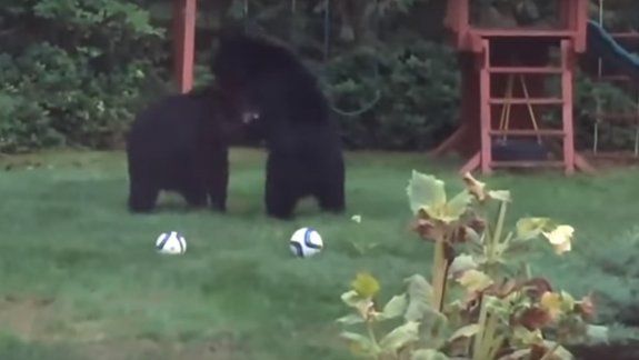 Dos osos se infiltraron en un patio para jugar al fútbol