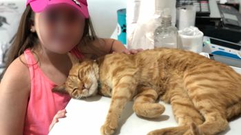 polo, el gatito que lloro la muerte de su dueno, recibio mensajes y visitas