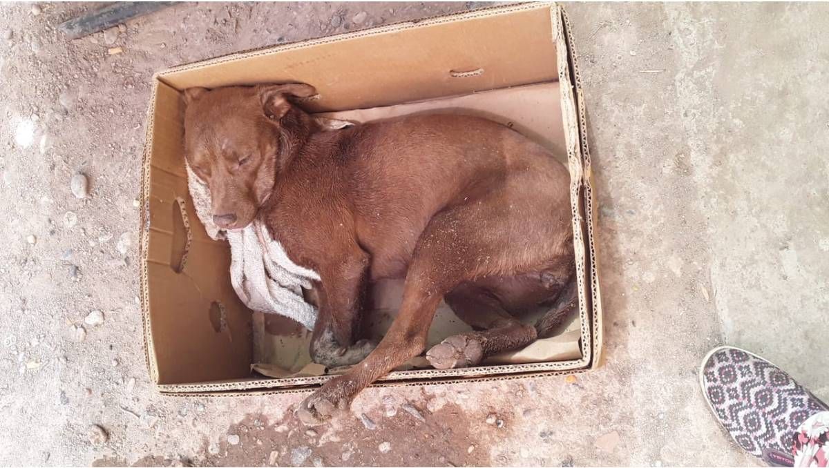 Denunciaron el envenenamiento de perros