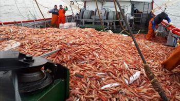 Según se informó, el volumen de langostino descargado en el puerto de Rawson en esta zafra supera en 10 mil toneladas el récord anterior (imagen de archivo).  