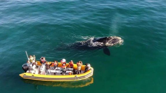 Avistaje de fauna marina: un mundo por descubrir