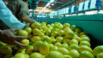 Los mayores productores de estos cítricos son tucumanos. Los mayores productores de estos cítricos son tucumanos.