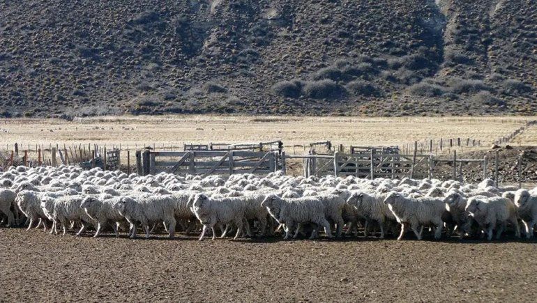 Destacan que programa ovino rionegrino es tomado como ejemplo en España