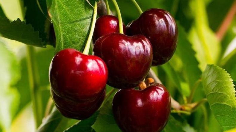Las producción de cerezas en el norte de la Patagonia caería al menos un 15% en la presente temporada. | LMCipolletti.com Las producción de cerezas en el norte de la Patagonia caería al menos un 15% en la presente temporada.