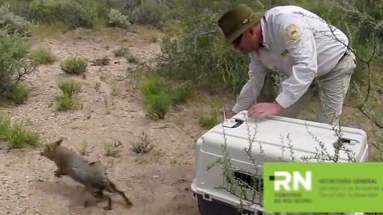Liberaron a un zorrito rehabilitado en Cipolletti