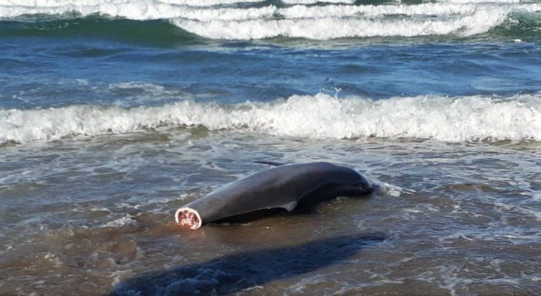 Provincia realizó una denuncia penal por el delfín que hallaron mutilado