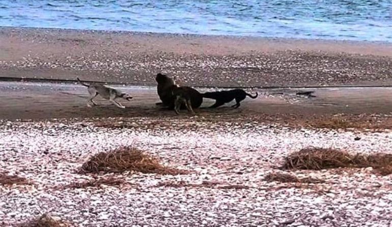 Alarma por ataques de perros a lobos marinos en Puerto SAE