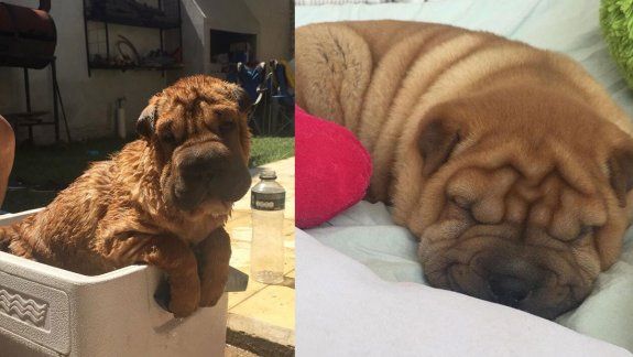Román,&nbsp;el Shar Pei que tenía solo cuatro meses y murió en Centenario.&nbsp;