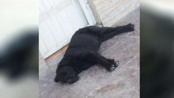 horror: vecinos rescataron a un perro que era violado por su dueno