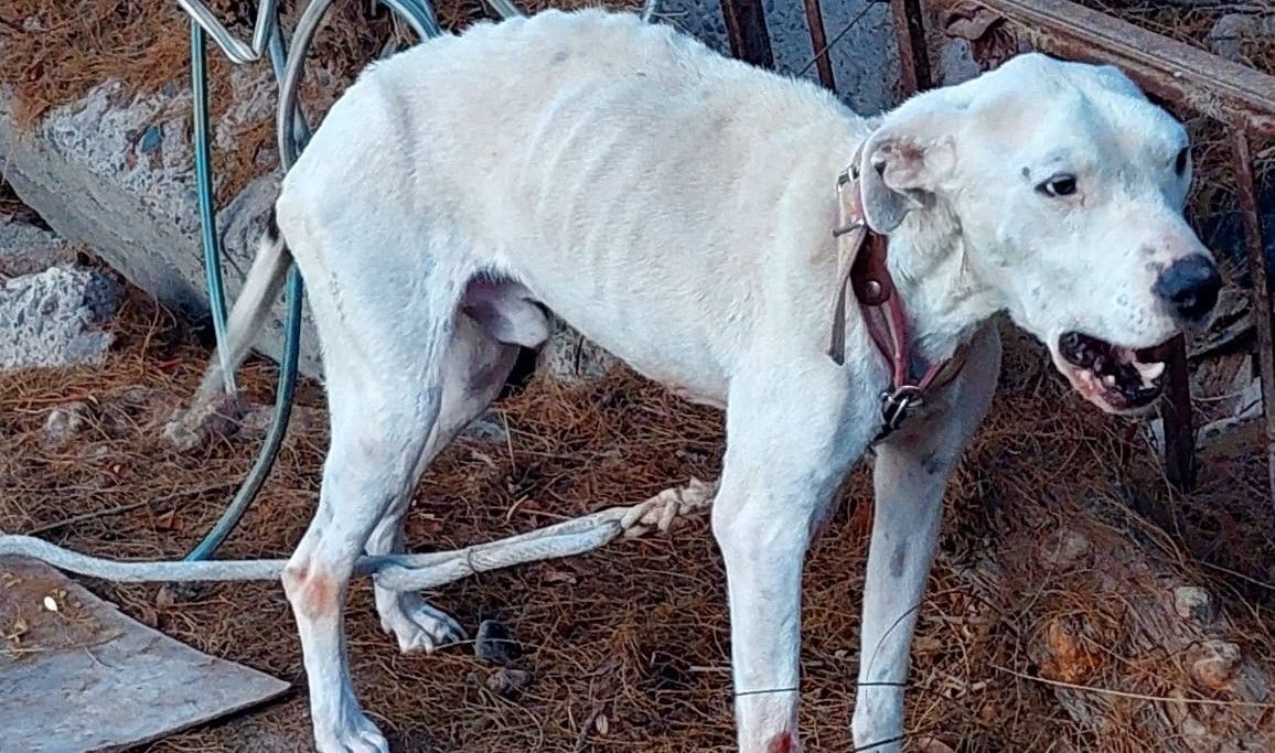 El animal se encontraba desnutrido y deshidratado, con lastimaduras en el cuerpo. El dueño acordó entregarlo y zafó de la causa judicial.&nbsp;