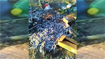 bronca: tiraron cientos de pescados en un basurero clandestino 