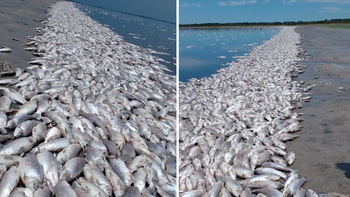 por la sequia, miles de peces aparecieron muertos en la orilla de una laguna