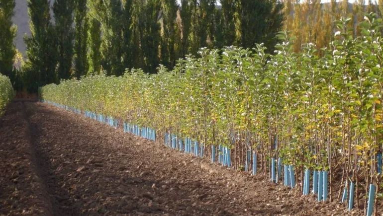 La incorporación de Kleppe busca asegurar plantas de calidad y dotar al vivero de capital para nuevos desarrollos.