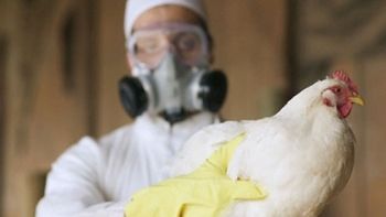 El caso de Influenza Aviar fue detectado en un establecimiento multiespecie de Cinco Saltos.&nbsp;