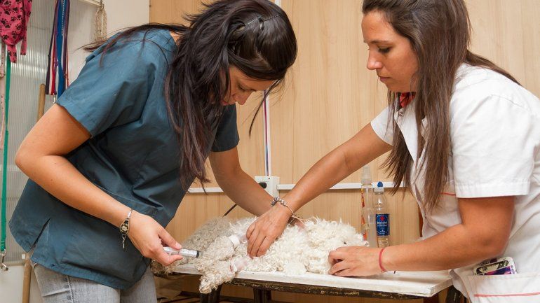 En el quirófano móvil municipal se castran diariamente diez animales