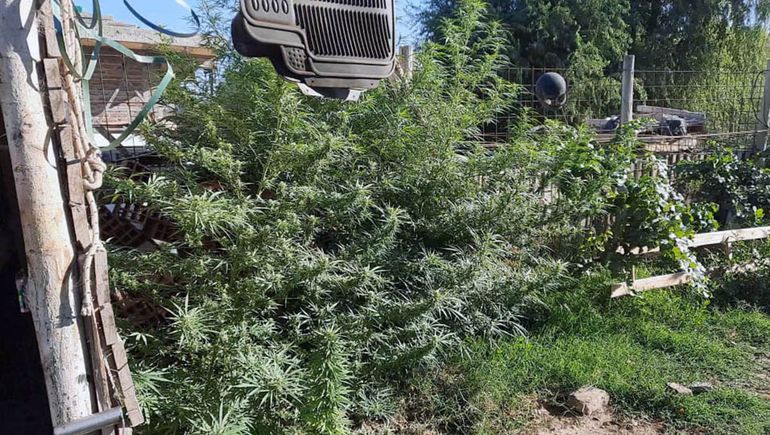 Secuestraron Casi Plantas De Marihuana En M Ltiples Allanamientos