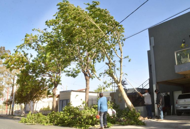 El árbol a punto de caerse. Los vecinos y Protección Civil ayudando. Foto Antonio Spagnuolo.