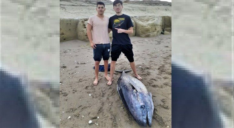 Hay m&uacute;ltiples registros de hallazgos de estos ejemplares en las playas de San Antonio y Las Grutas.&nbsp;