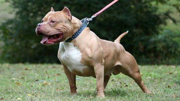 El Pitbull se escapó de la vivienda y mordió al niño. (Foto ilustrativa)