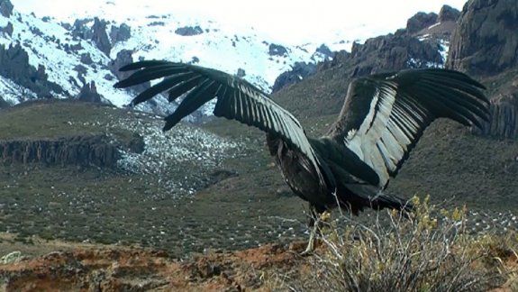 Emocionante: liberaron a un cóndor recuperado en Bariloche