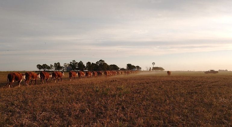 En Río Negro se superaron las 38.900 cabezas procesadas. Foto: Gentileza.