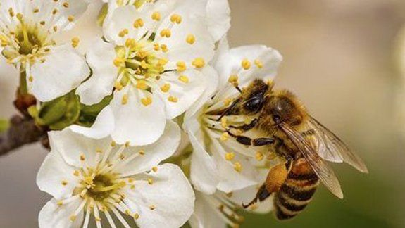 Conocé el rol fundamental que tienen las abejas en la producción de peras y manzanas en el Alto Valle