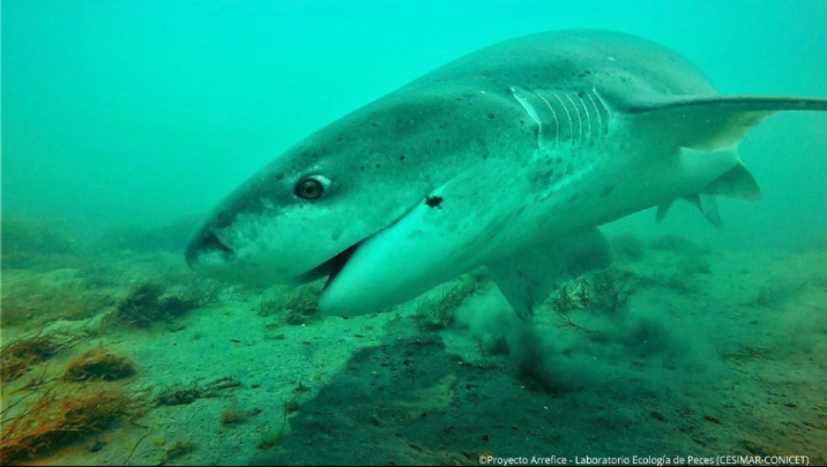 El tiburón gatopardo.