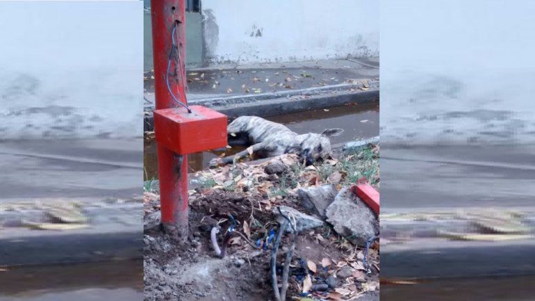 Un poste de luz del 10 de Marzo hizo cortocircuito y un perro murió electrocutado