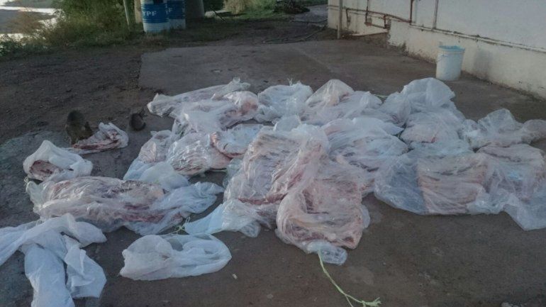 Los costillares secuestrados ayer eran trasladados en una Strada.