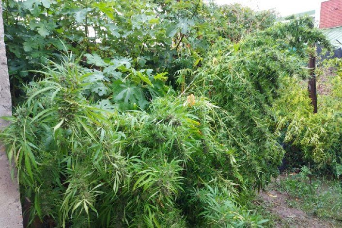 Secuestran más de 7 kilos de plantas de marihuana en Regina