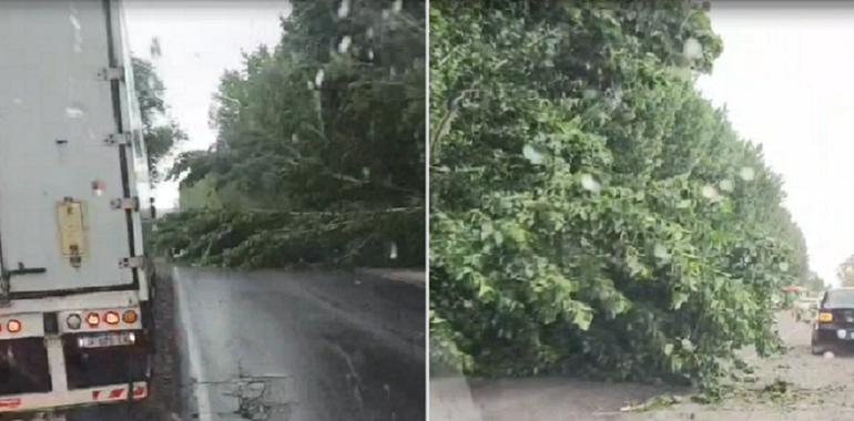 Video: peligro por la caída de un árbol en la Ruta 151 tras la tormenta - Image 1