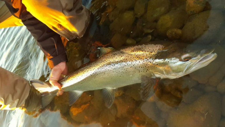 Un roquense pescó una trucha de 5 kilos en el Limay Medio