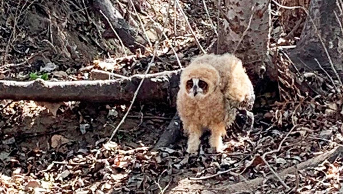 Video: encontraron un extraño animal a orillas del río Neuquén