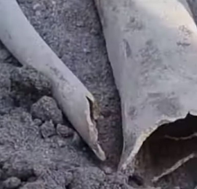 La justicia desestimó la causa porque no hay criminalidad. 