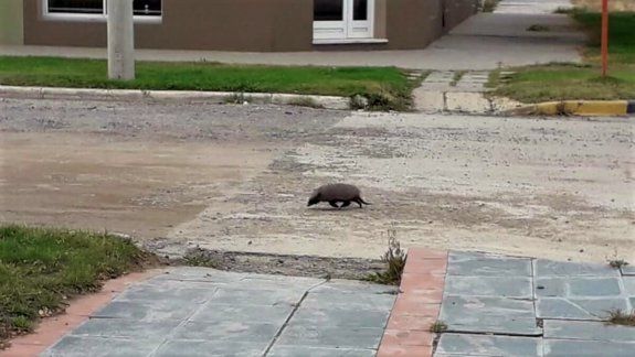 En plena cuarentena