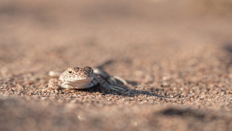 Añelo tiene una lagartija única y en peligro de extinción
