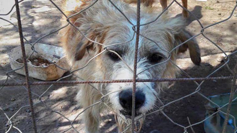 Voluntarios piden que no se les impida llevar comida a los perros