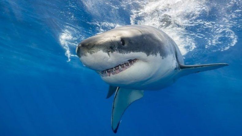 El médico murió en el lugar tras ser atacado por un tiburon en una conocida playa de Nueva Caledonia. | LMCipolletti.com El médico murió en el lugar tras ser atacado por un tiburon en una conocida playa de Nueva Caledonia.