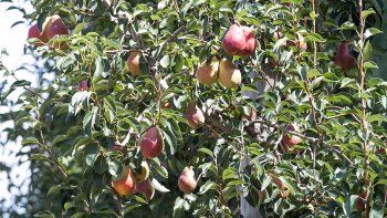 dolar agro: es positivo, el retraso cambiario es grande