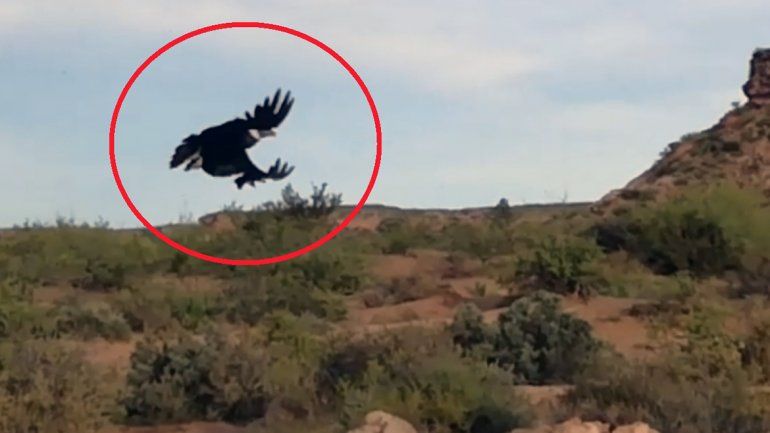 Sorpresa en la Margen Sur: un vecino vio a dos cóndores sobrevolando la zona